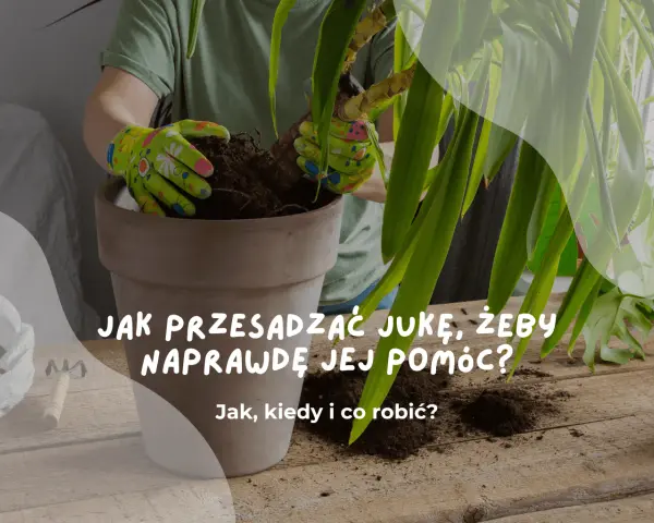 Ręce w rękawiczkach przesadzają jukę do nowej doniczki. Dowiedz się, kiedy przesadzać jukę, by jej pomóc.