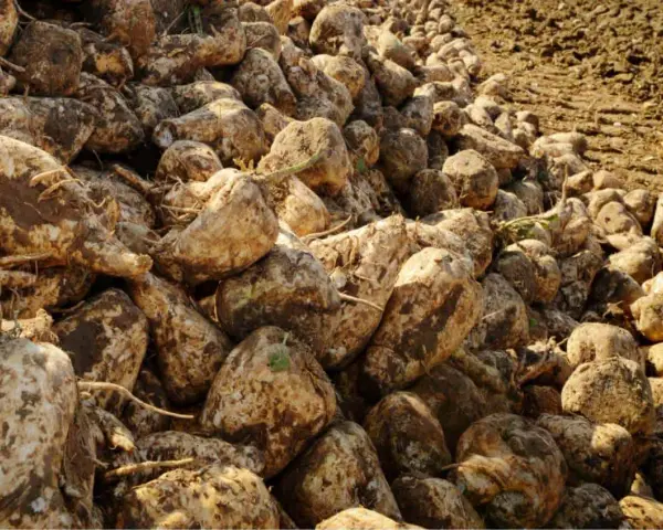Un cumulo di barbabietole da zucchero appena raccolte, pronte per la lavorazione. La borlanda cos'è? È il residuo della lavorazione, ottimo mangime.