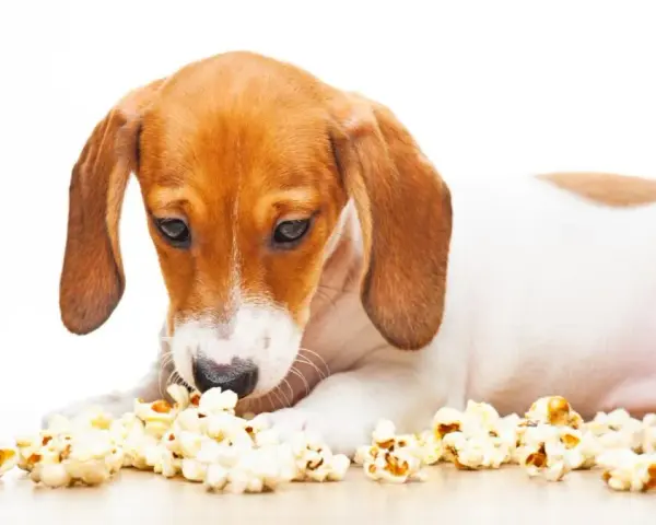 Czy pies może jeść popcorn? Sprawdź, co musisz wiedzieć o zdrowiu psa