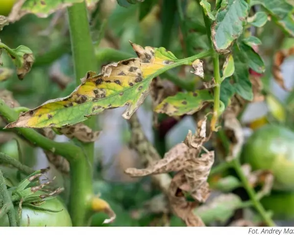 Choroba pomidorów z plamami na liściach. Warto sprawdzić miedzian 50 wp dawkowanie, by uratować plony.