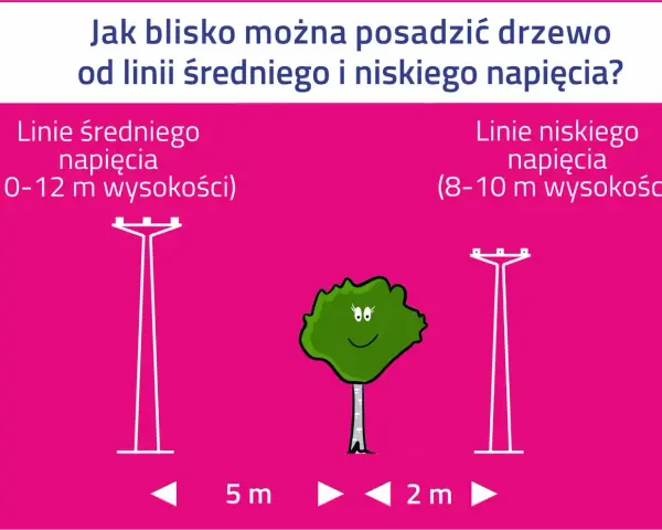 Drzewo potrzebuje 5 m od linii średniego napięcia (10-12 m) i 2 m od linii niskiego napięcia (8-10 m).