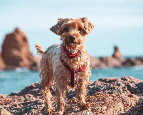 Ein kleiner Hund mit rotem Geschirr steht auf Felsen am Wasser. Ein schöner Tag für einen Badesee mit Hund in NRW.