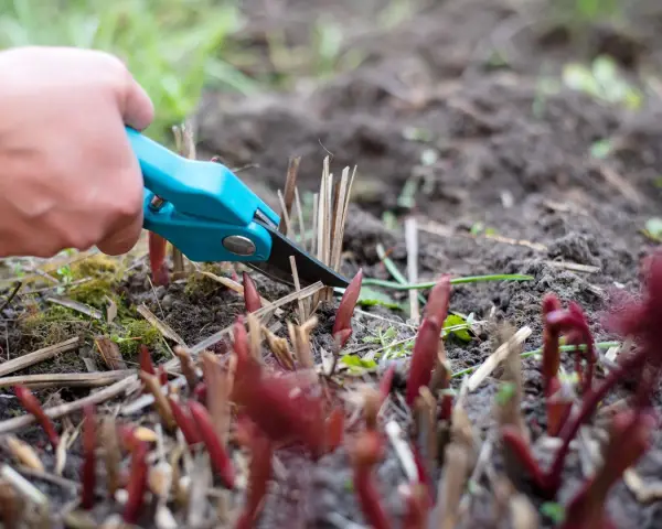 Hand mit blauer Gartenschere schneidet abgestorbene Stängel. Neue Triebe von Pfingstrosen sprießen aus der Erde.