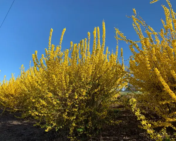 En rad med blommande forsythiabuskar lyser upp med sina gula blommor mot en klarblå himmel.