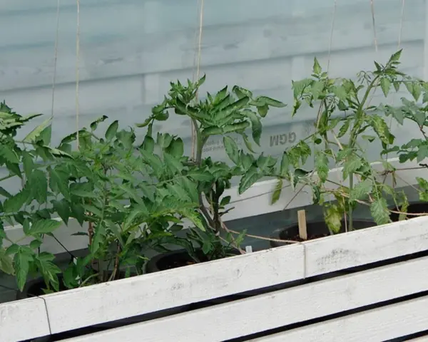 Små tomatplantor växer i krukor bakom en vit träbarriär. Det är ett tidigt tecken på att det snart är dags för så tomater i januari.