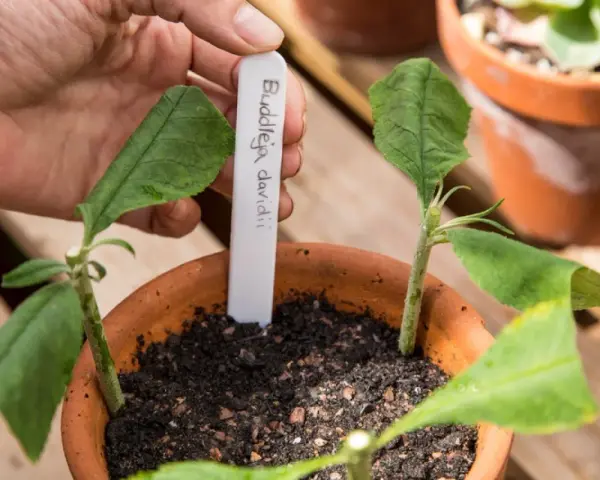 Sadzonki Buddleja davidii w doniczce, gotowe do ukorzenienia. Dłoń wstawia etykietę z nazwą rośliny.