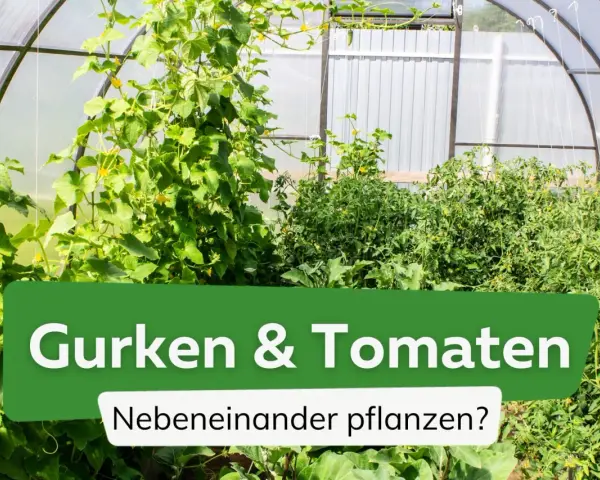 Gurken und Tomaten wachsen üppig nebeneinander in einem Gewächshaus.