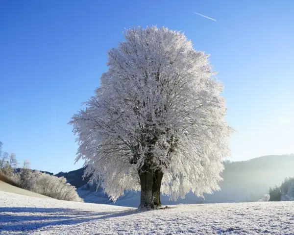 A majestic tree in winter, its branches coated in frost, stands against a clear blue sky. A faint contrail streaks across the sky, hinting at distant travel.