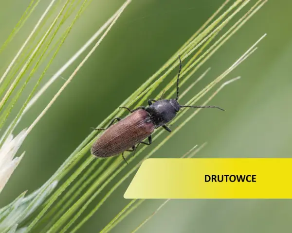 Brązowy chrząszcz, drutowiec, na źdźble trawy. Zwalczanie tych szkodników jest kluczowe dla upraw.