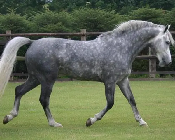 Cheval gris moucheté, d'un poids impressionnant, trottant sur l'herbe. Ce magnifique spécimen évoque un Selle Français.