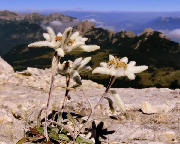 Fiori di Leontopodium alpinum, simbolo delle vette, crescono tra le rocce con sfondo di montagne nebbiose.