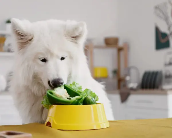 Biały pies samoyed zajada się papryką i sałatą, dostarczając sobie cennego błonnika.