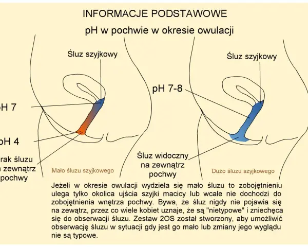 Ilustracja pokazuje zmiany pH pochwy i śluzu szyjkowego w okresie owulacji, pomagając zrozumieć dni niepłodne.