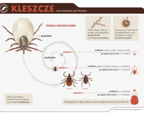 Jak rozpoznać kleszcza? Wygląd larwy, nimfy i dorosłego nie pomyl z pieprzykiem!