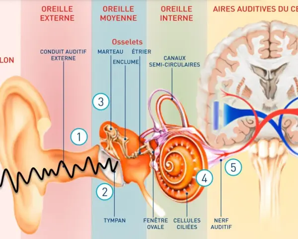Le son est capté par le pavillon, son amplifié dans l'oreille, puis transmis au cerveau via le nerf auditif.