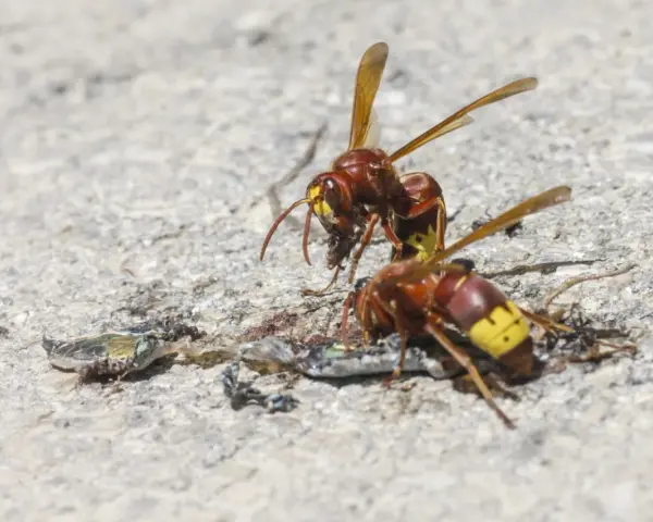 Dos vespas avispa se alimentan de un insecto muerto sobre una superficie de hormigón.