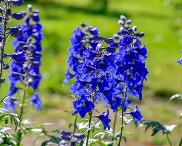 Niebieskie ostróżki wieloletnie kwitną latem. Kiedy siać? Najlepiej wiosną lub jesienią, by cieszyć się ich pięknem.