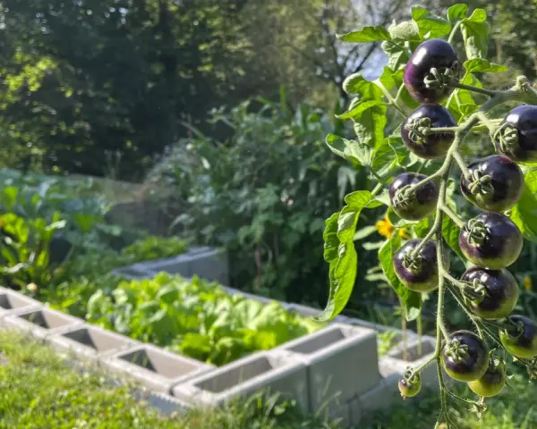 Dunkle, reife Tomaten hängen an einem Strauch. Im Hintergrund wächst Gemüse in Hochbeeten. Diese guten Nachbarn Tomaten sind bald erntereif.