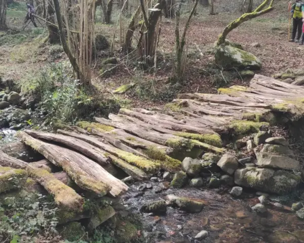 Puente rústico de troncos cubiertos de musgo en la ruta canal de las tejeras. Un arroyo fluye bajo él, rodeado de rocas y vegetación.