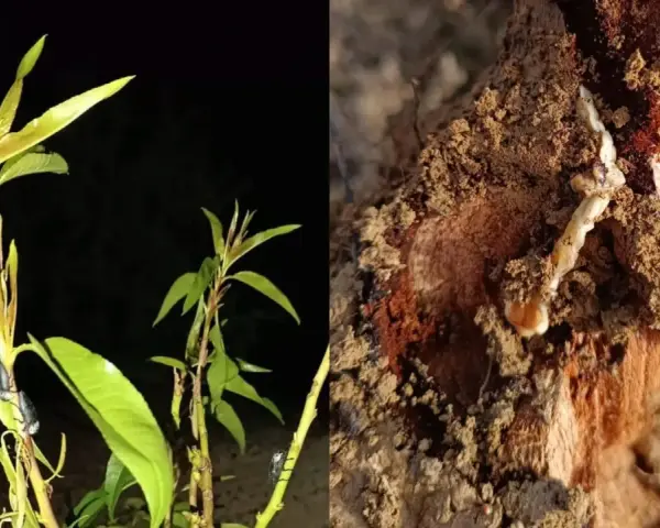 Planta con insectos y un gusano cabezudo saliendo de la madera. ¿Cómo matarlos?