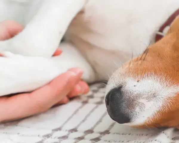 Uśpienie psa: Krok po kroku do bezbolesnego pożegnania przyjaciela