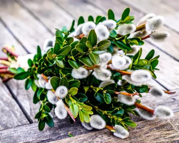 Ein Strauß mit grünen Blättern und weichen, flauschigen Palmkätzchen, bereit für den Palmsonntag.
