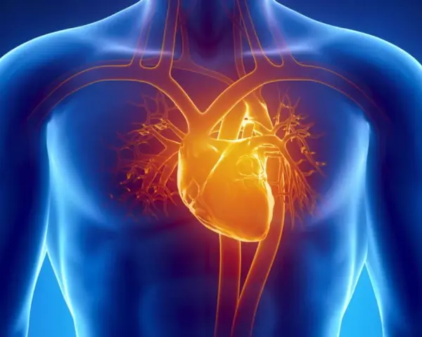 Anatomical illustration of a human torso showing a glowing yellow heart and blood vessels against a blue background.