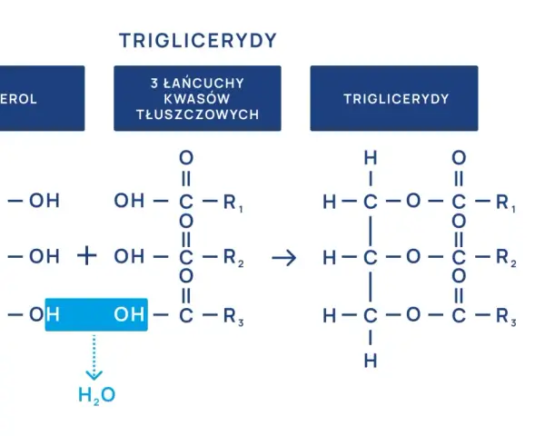 Schemat syntezy trójglicerydów, kluczowych dla metabolizmu i powiązanych z hiperlipidemią.