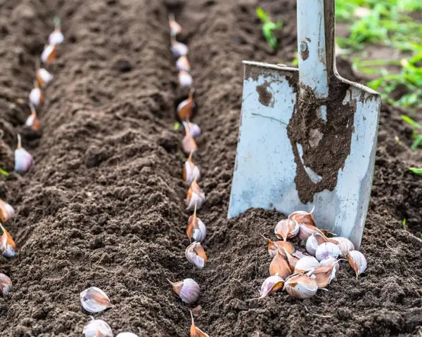 Semina l'aglio seguendo il calendario lunare di febbraio. Una pala è pronta per piantare gli spicchi nel terreno fertile.