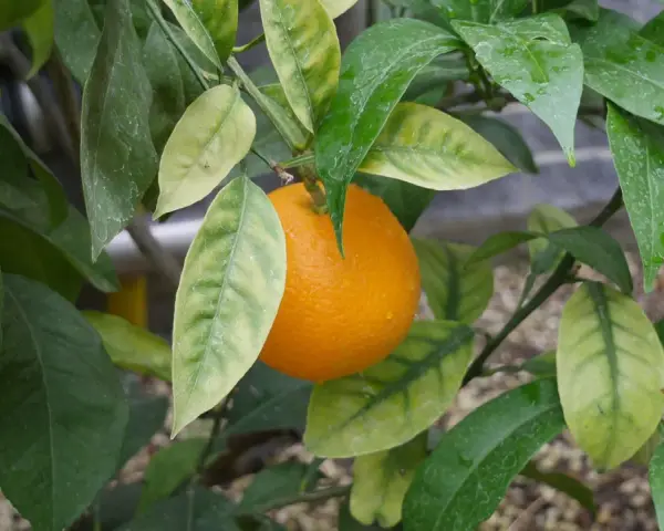 Reife Orange am Zweig, umgeben von grünen und gelblichen Blättern. Die feuchten Blätter deuten auf gute Orangensaftpflege hin.
