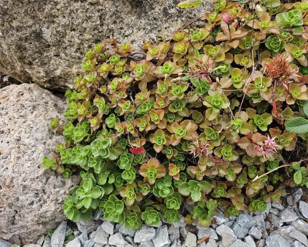 Kaukasiskt fetblad växer tätt intill stenar, med gröna och bronsfärgade blad. Några små rosa blommor syns.