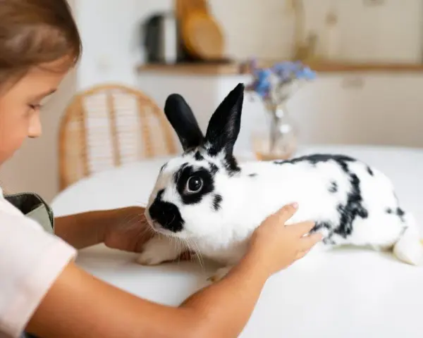 Dziewczynka delikatnie głaszcze czarno-białego królika hodowlanego.