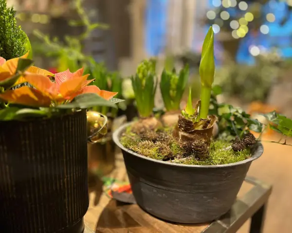 Växter i kruka, med en amaryllis som börjar slå ut. Julblommor i kruka som skapar en mysig julstämning.