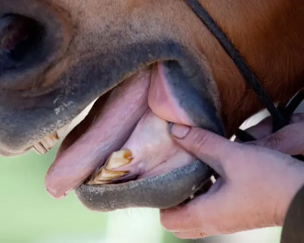 Examen de la dent de cheval par un vétérinaire. La bouche est ouverte, révélant les molaires et incisives.