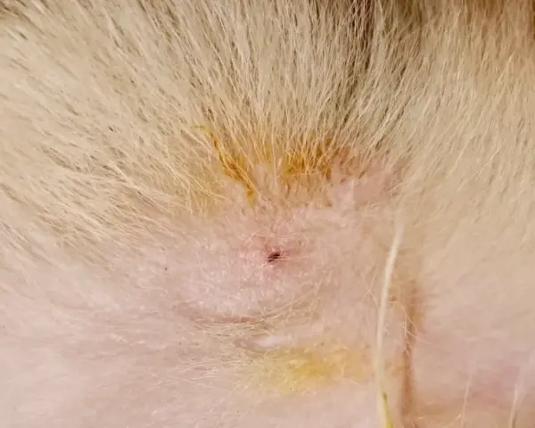 Une petite plaie rouge sur la peau d'un animal, avec un reste de tique mal enlevée.