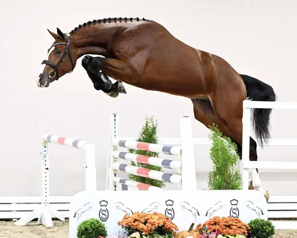 Un magnifique cheval brun saute une barrière, tel un candy de Nantuel en plein vol.