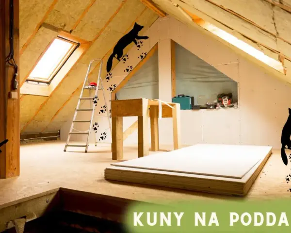 Kuny na poddaszu, ślady łapek na ścianie i podłodze. Zastanawiasz się, co kuna robi w dzień? Pewnie eksploruje!
