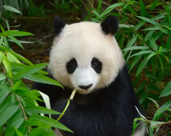 Czy panda jest zagrożona wyginięciem? Oto prawda o jej statusie ochrony