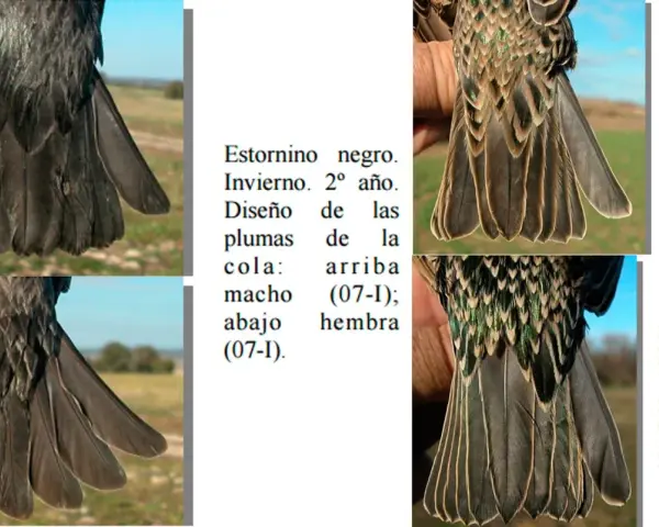 Estornino negro, invierno, 2º año. Diseño de plumas de cola: macho arriba (07-I); hembra abajo (07-I).