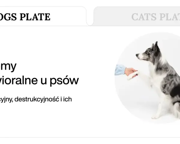 Pies podaje łapę, symbolizując rozwiązanie problemów behawioralnych, w tym czy lęk separacyjny u psa mija.