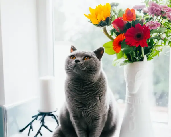 En grå katt sitter vid ett fönster bredvid en vas med blommor. En gullranka katt som spanar ut.
