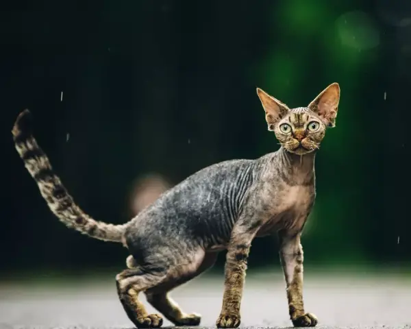 Dorosły Devon Rex: Co musisz wiedzieć o jego charakterze i pielęgnacji