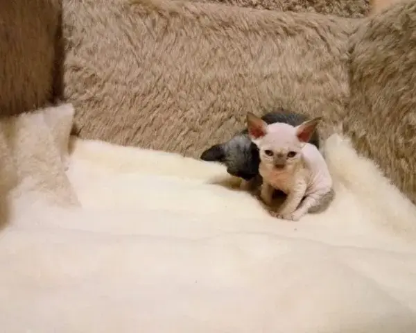 Adopcja kotów Devon Rex: jak uniknąć najczęstszych błędów przy wyborze