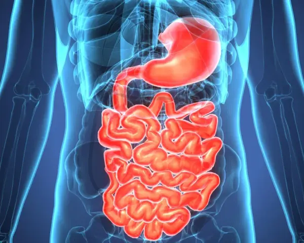 Anatomical illustration of the human digestive system, highlighting the stomach and intestines. Wavy, red intestines could represent inflammation, indicating potential zapalenie jelita objawy.