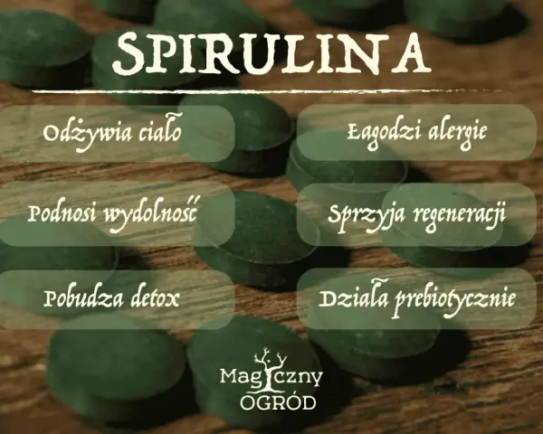 Spirulina: odżywia ciało, łagodzi alergie, podnosi wydolność, sprzyja regeneracji, pobudza detox, działa prebiotycznie. Poznaj jej wszechstronne działanie!
