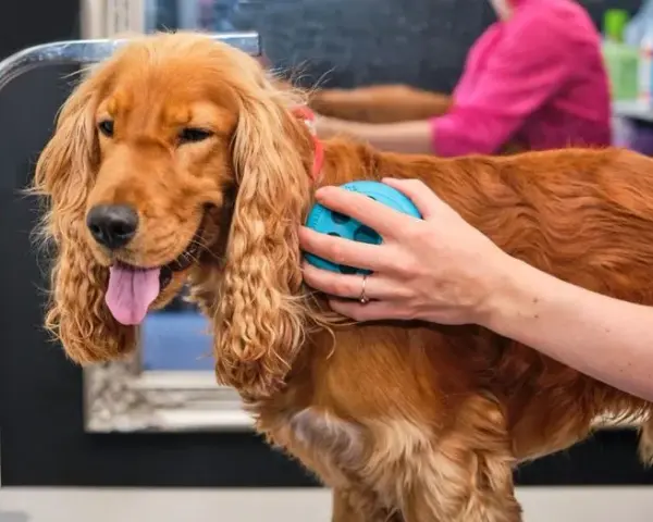 Cocker spaniel czy gubi sierść? Oto co musisz wiedzieć o linieniu