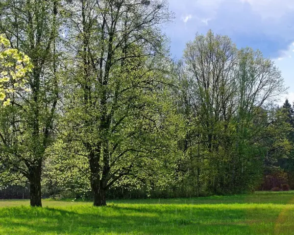 Zielony, kwitnący las i łąka w Supraślu. Idealne miejsce na weekendowe atrakcje i spacery wśród natury.
