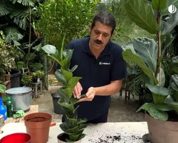 Hombre cuidando un ficus lyrata, una planta de interior popular por sus grandes hojas.