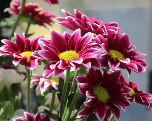 Un ramo de vibrantes flores de verano exterior, con pétalos magenta y bordes blancos, y centros amarillos brillantes.