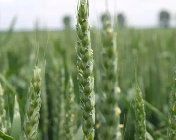 Jaki nawóz azotowy na pszenicę, aby zwiększyć plony i jakość?